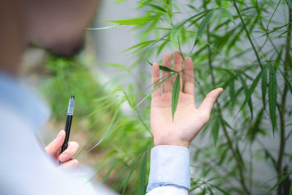 Houseplant is Seth Rogen’s New Cannabis Company